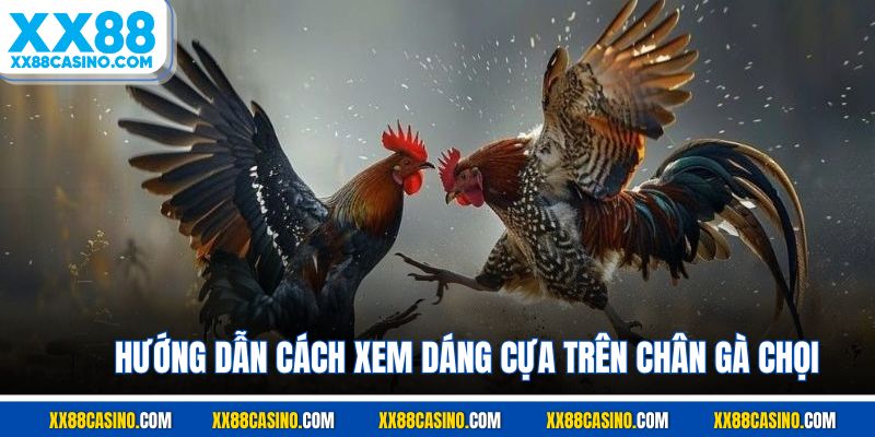 Hướng dẫn cách xem dáng cựa trên chân gà chọi